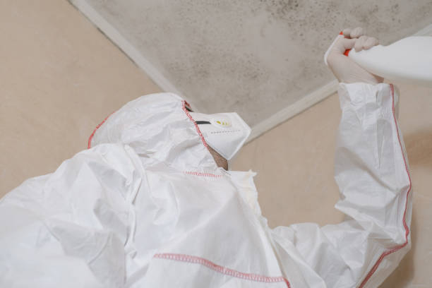 Best Mold Damage Repair  in Clearfield, UT