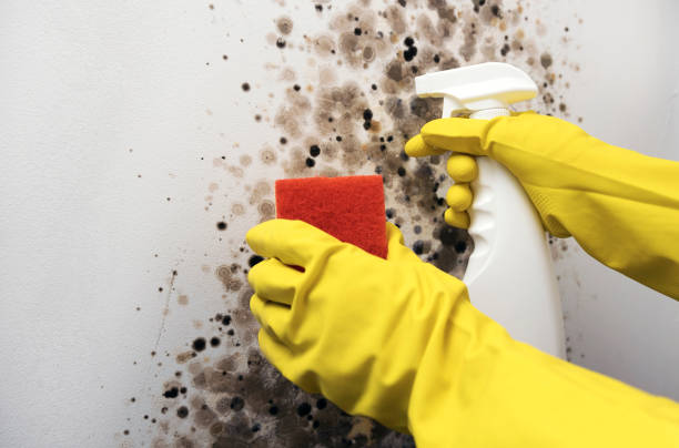 Mold Testing and Removal in Clearfield, UT