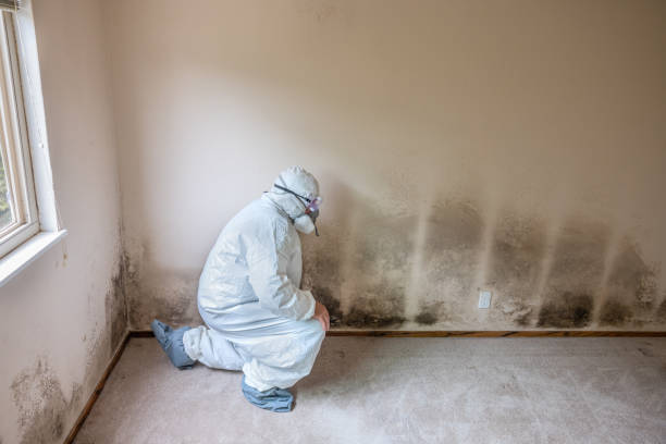 Clearfield, UT Mold Removal Company