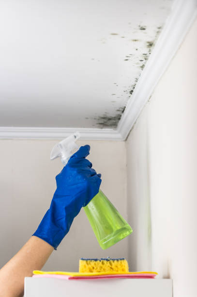 Best Professional Mold Removal  in Clearfield, UT